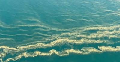 В Одессе позеленело Черное море: купаться может быть опасно (ФОТО)