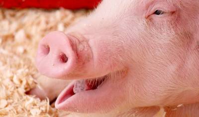 Исследование об угрозах свиного гриппа нового типа в Китае назвали неубедительным