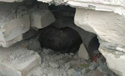 В Гомеле работники МЧС спасли застрявшего между забором и железобетонными плитами кота