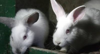 "Кроликовирус": на юге США распространяется опасная болезнь