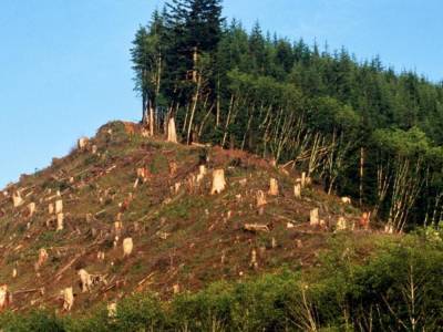 Убытки более 3 миллионов гривен: в Закарпатской области будут судить чиновников за незаконную вырубку леса