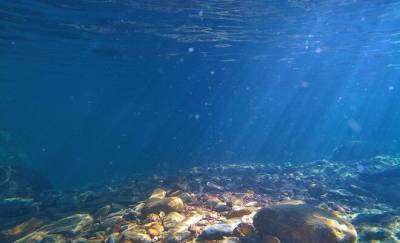 Глубоководных ксенофиофоров нашли на дне Тихого океана