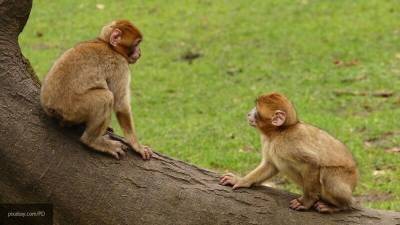 Ученые выявили сходство в мышлении обезьян и американцев