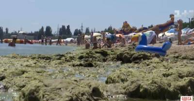 Цветение моря в Одессе: биолог рассказал, сколько это может продолжаться
