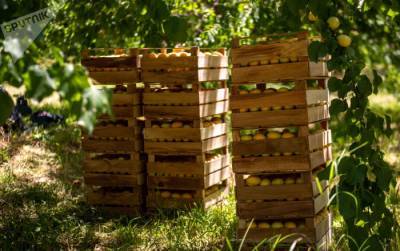 Вредители и нелюбовь к агрономии: почему этим летом в Армении плохой урожай абрикоса