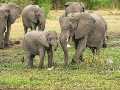 В Африке при загадочных обстоятельствах умерли сотни слонов