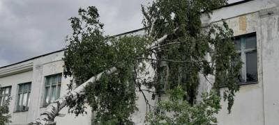 На севере Карелии дерево рухнуло на школу (ФОТО)