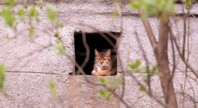 Взрыв на Позняках: зоозащитники нашли кошку жильцов на руинах дома (фото, видео)