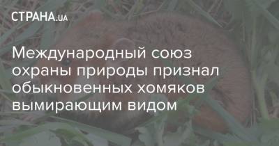 Международный союз охраны природы признал обыкновенных хомяков вымирающим видом