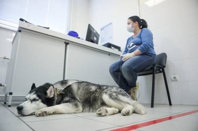 Собак научат выявлять коронавирус у людей на пунктах пограничного контроля
