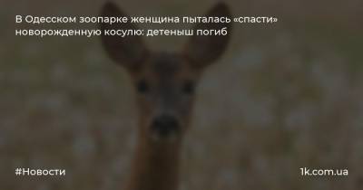 В Одесском зоопарке женщина пыталась «спасти» новорожденную косулю: детеныш погиб