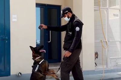 Хвостатые диагносты: в ОАЭ зараженных коронавирусом ищут с собаками