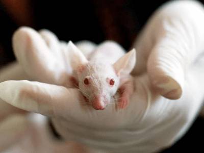 В Китае создали восприимчивых к коронавирусу мышей
