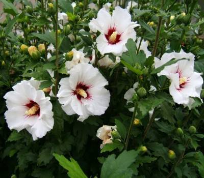 Пора на фотосессию: в ботсаду Днепра расцвел редкий цветок (ФОТО)