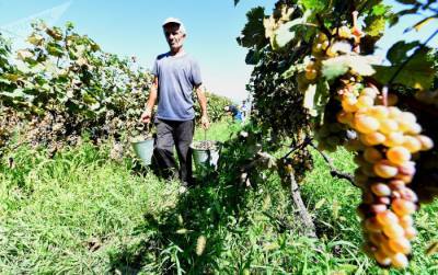 Субсидии от государства получат заводы Грузии на закупки винограда