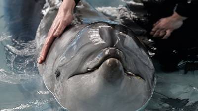 Ученые в Крыму предложили спасать дельфинов заповедными "коридорами"