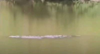 В Китае обнаружили «озерного монстра» длиной три метра