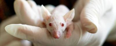 Ученые вывели генномодифицированных мышей для тестов на COVID-19
