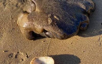 Жительница Австралии обнаружила на пляже загадочное существо - Cursorinfo: главные новости Израиля