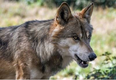 В Смоленском поозерье волки загрызли собаку
