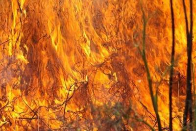 В Оренбуржье разбушевались природные пожары