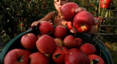 В Украине начали сбор ранних яблок и дынь