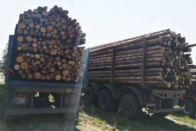 Полицейские пресекли незаконный вывоз древесины из Курганской области