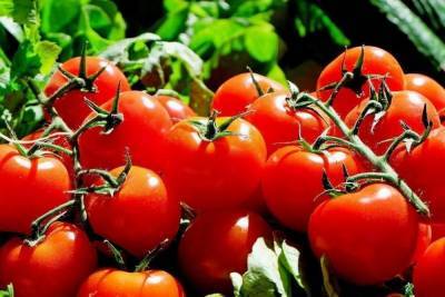 Около 2,3 тонны овощей вырастили в Псковской области