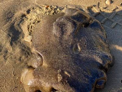 Похоже на камень: на пляже в Австралии женщина нашла странное морское существо