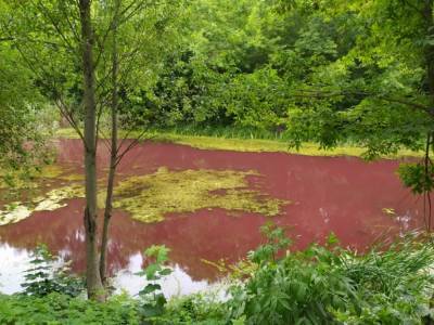 «Не могут найти объяснение»: вода в Графском парке Нежина окрасилась в розовый цвет