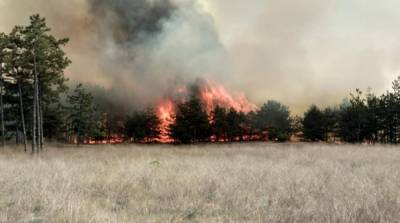 В Житомирской области посчитали убытки от лесных пожаров