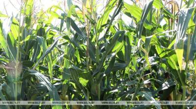Пониженный температурный режим в ближайшее время замедлит развитие кукурузы - Белгидромет