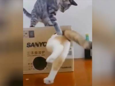 Уморительные попытки кошки и её приятеля протиснуться в коробку дико рассмешили пользователей