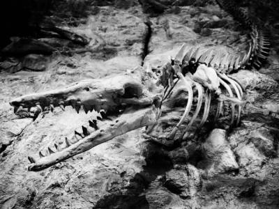 На Аляске обнаружен фрагмент окаменелой челюсти редкого динозавра