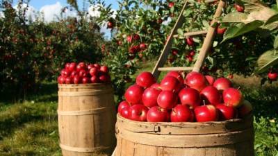С начала года в Петербург привезли 64 тысячи тонн яблок