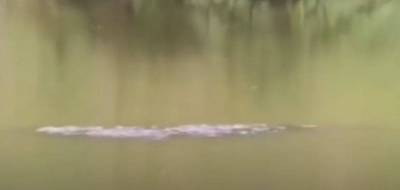 В китайском пруду обнаружили неведомое 3-метровое существо (видео)