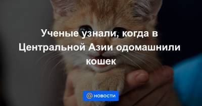 Ученые узнали, когда в Центральной Азии одомашнили кошек