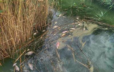 В Одесской области массово погибла рыба на водохранилище