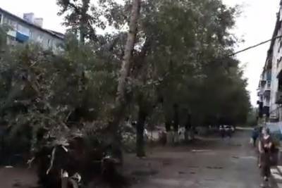 Огромный тополь рухнул на провода во дворе по ул. Ползунова в Чите