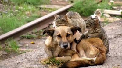 Правозащитники предложили ввести в РФ должность уполномоченного по правам животных