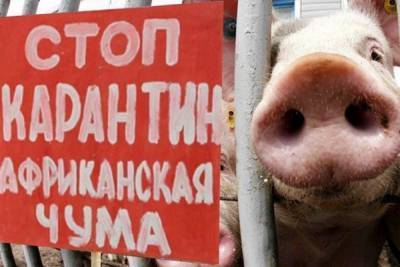 Костромские напасти- 2020 : на людей — короновирус, на свиней — чума...