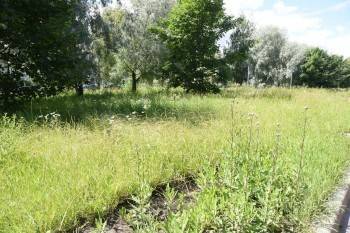 Мэр Вологды пригрозил карательными мерами из-за «отвратительного» покоса травы