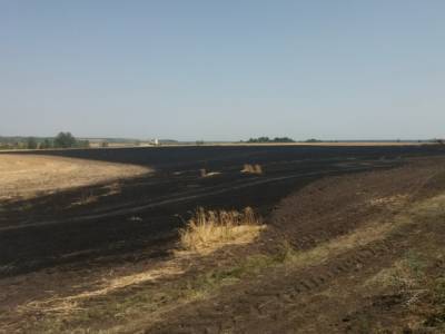 Под Харьковом сгорело 20 гектаров пшеничного поля