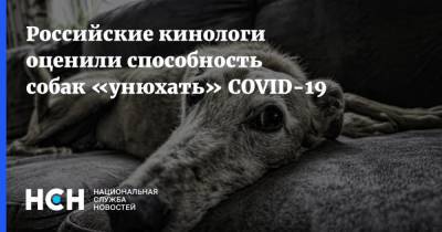 Российские кинологи оценили способность собак «унюхать» COVID-19