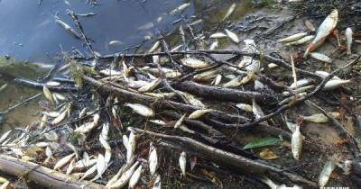 На водохранилище в Харьковской области обнаружили тысячи мертвых рыб (3 фото)