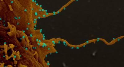 Ученые выяснили, насколько сильно коронавирус цепляется к клеткам человека