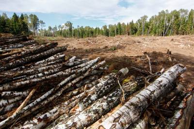 Полицейские провели в Ивано-Франковской области масштабные обыски по делу о незаконной вырубке леса