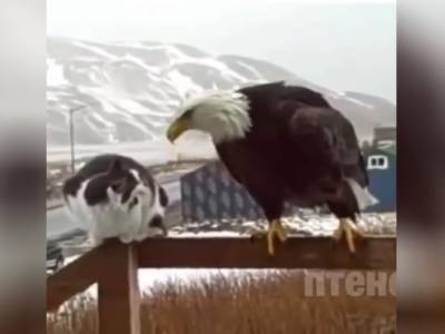 Кот бил лапой орлана: опубликовано захватывающее видео