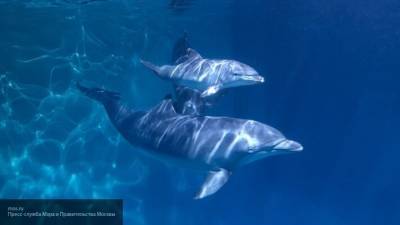Американские ученые обнаружили останки древнего дельфина