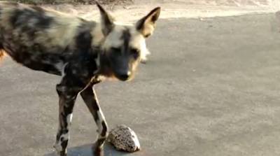 Черепаха сбежала из-под носа гиены и развеселила пользователей сети - видео